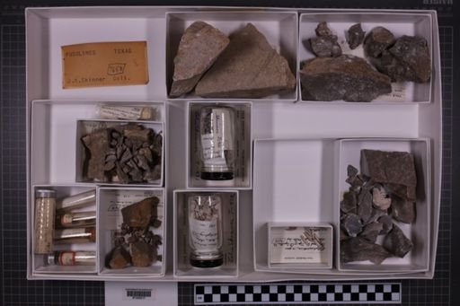 mixed taxa, stratigraphic collection