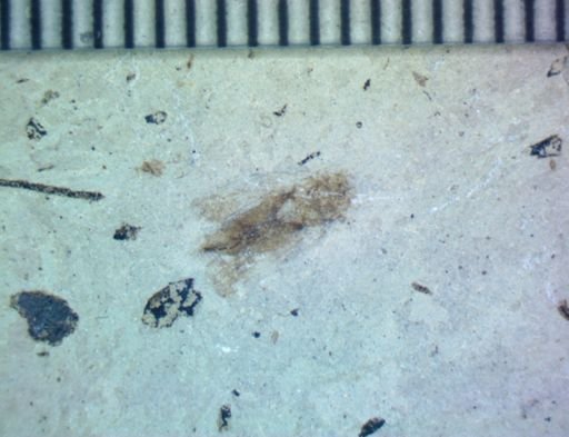 undet. Hemiptera