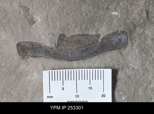 undet. Eurypterida