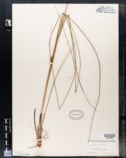 Carex oligosperma