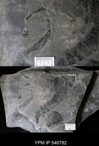 undet. Eurypterida