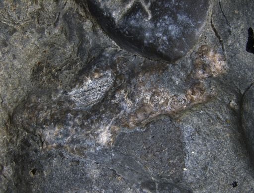 Aplocoma damesii