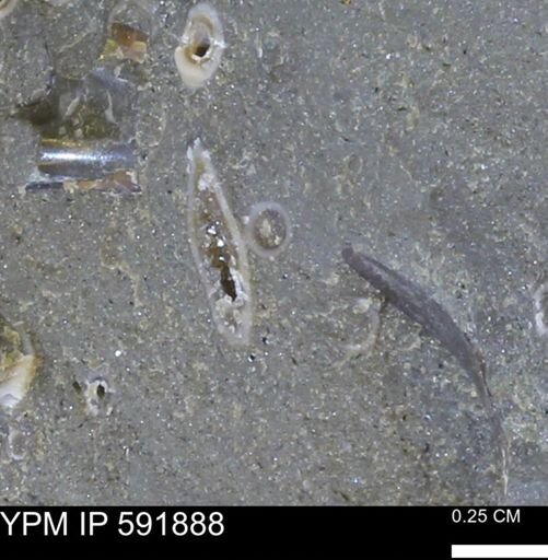 Serpulidae