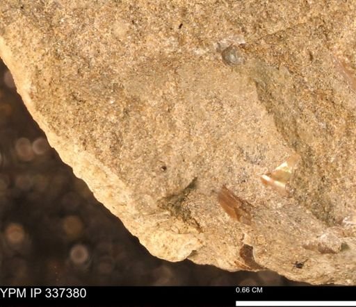 undet. Mollusca