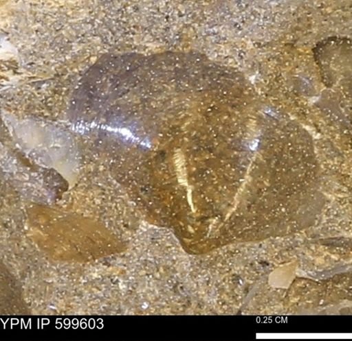 Protocardia subquadrata