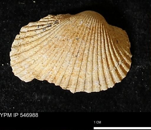 Scapharca transversa