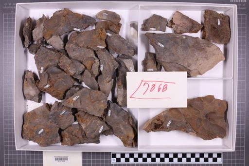 mixed taxa, stratigraphic collection