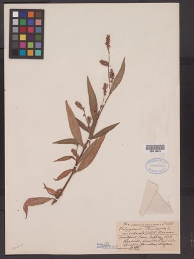Polygonum persicaria