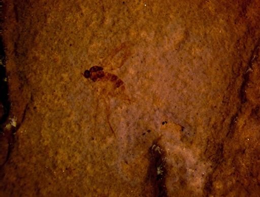 undet. Diptera
