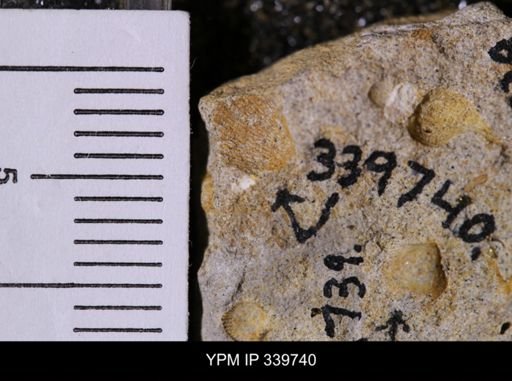 Cardium whitei