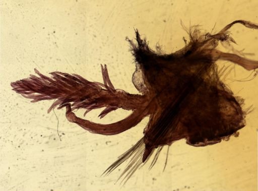 Diopatra