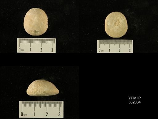 Rhyncholampas gouldii