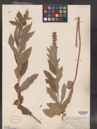 Teucrium canadense