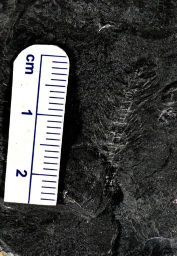 Asterophyllites sp.