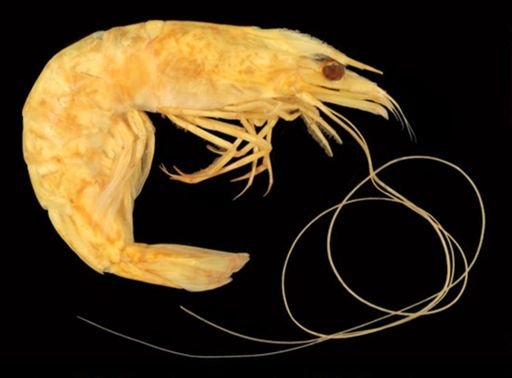 Penaeus setiferus