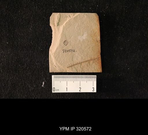 undet. Cassidinae