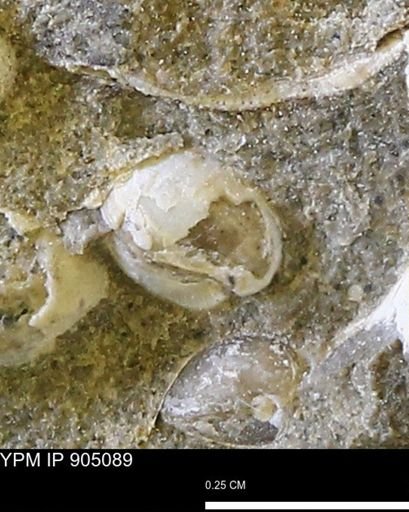 Corbulamella sp.