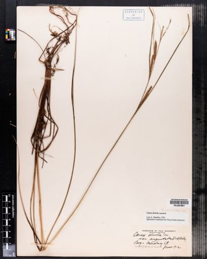 Carex stricta