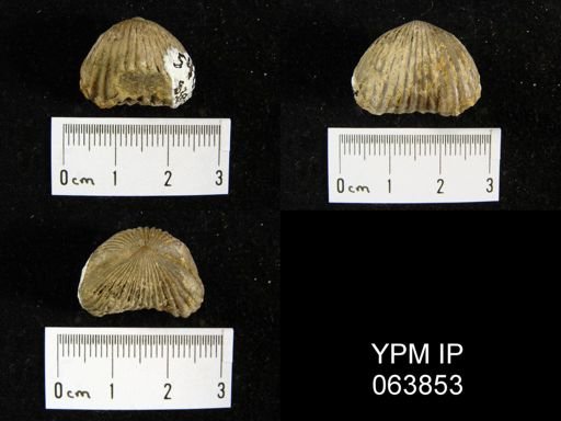 Trigonirhynchia tennesseensis