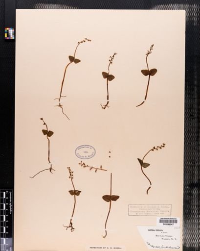 Listera cordata