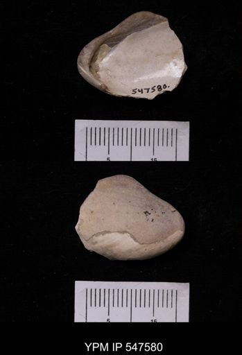 Modiola modiolus