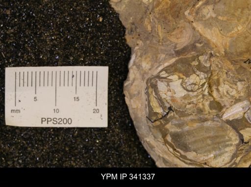 Scaphites sp.