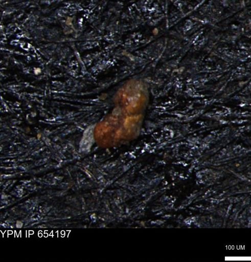 Haplophragmoides uniorbis