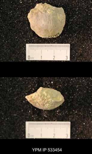 Strophomena abcissa