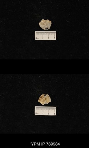 Leptodus sp.