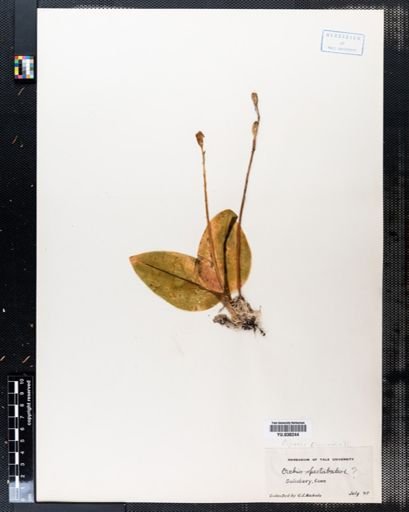 Galearis spectabilis