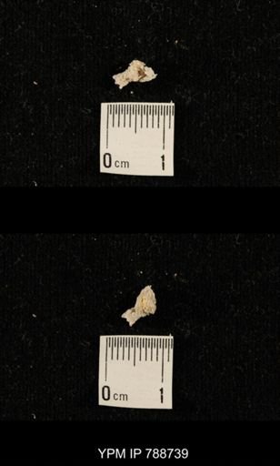 taxon undetermined