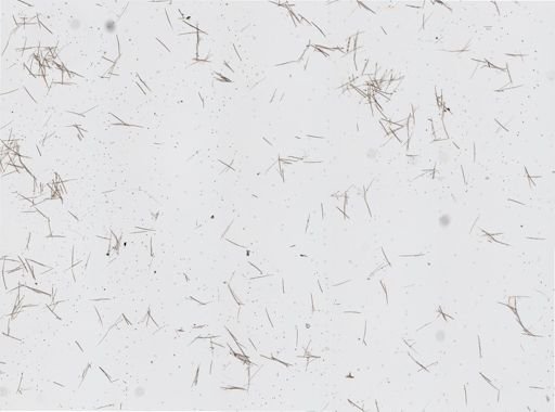 Haliclona