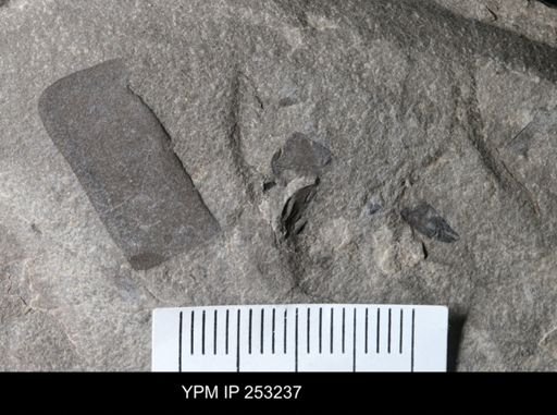 Eurypterida