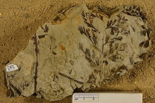 Triphyllopteris rarinervis