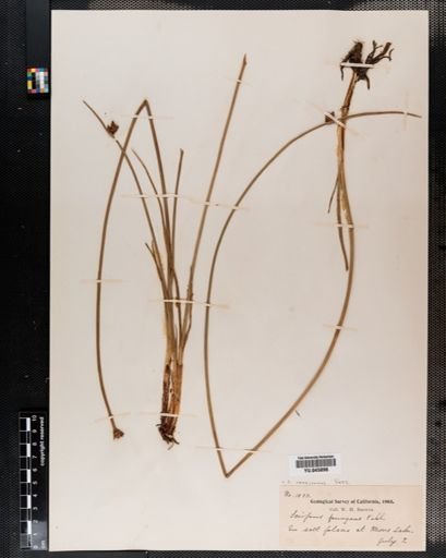 Scirpus americanus