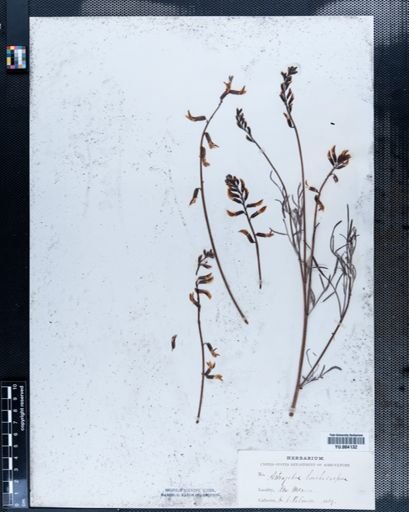Astragalus