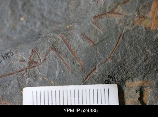 undet. Graptolithina