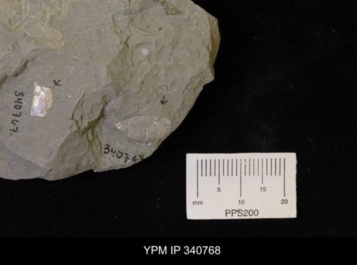 Inoceramus sp.