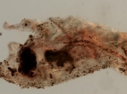 Ircinia sp.