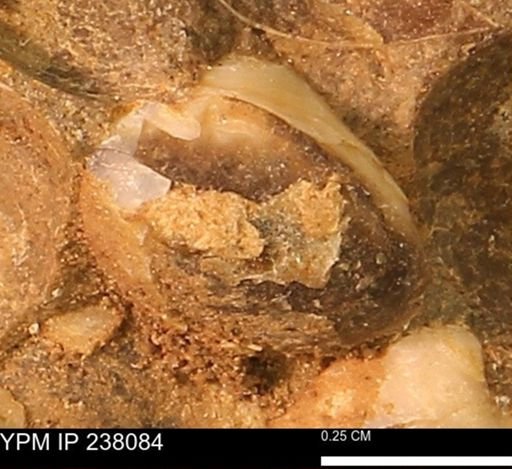 Protocardia subquadrata