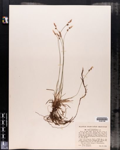 Carex pensylvanica