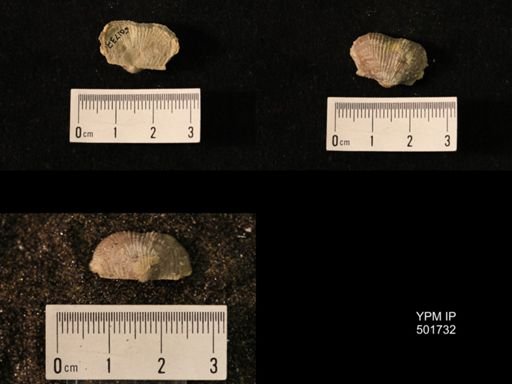 Marginifera lasallensis