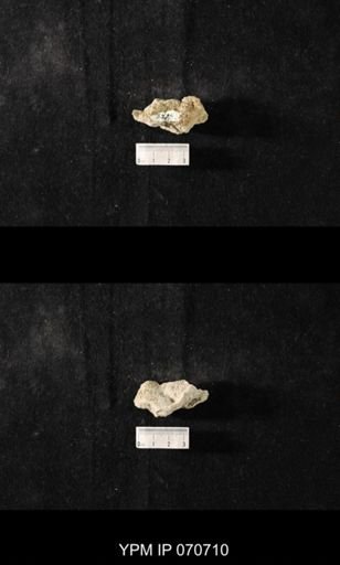 Favosites louisvillensis