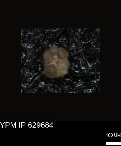 undet. Foraminiferida
