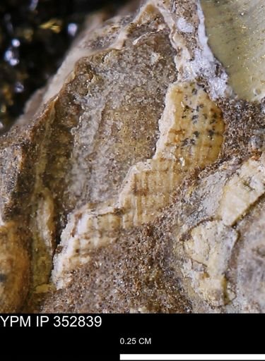 undet. Mollusca