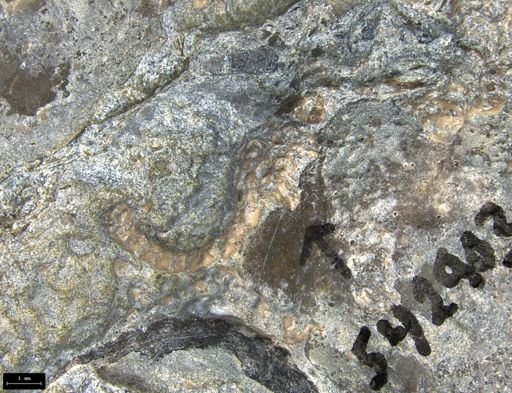 Aplocoma damesii