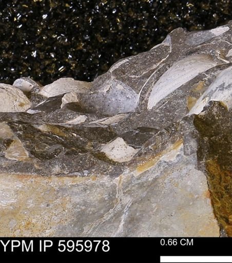 undet. Bivalvia
