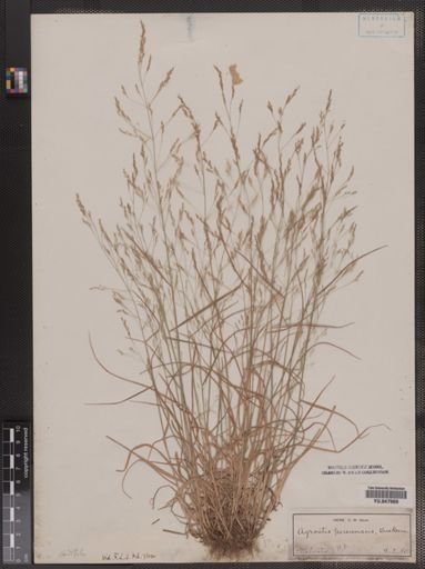 Agrostis perennans