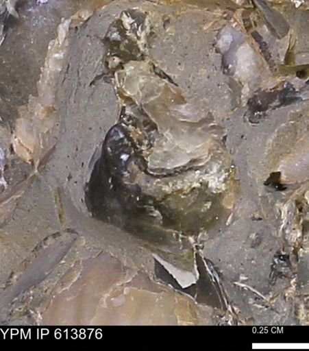 Inoceramus sp.