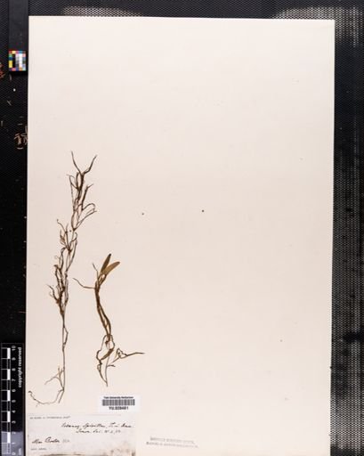 Potamogeton spirillus